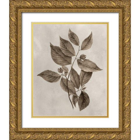 Arbor Specimen III Gold Ornate Wood Framed Art Print with Double Matting by Vision Studio