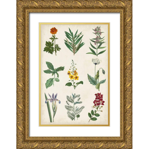 Botanical Chart II Gold Ornate Wood Framed Art Print with Double Matting by Vision Studio