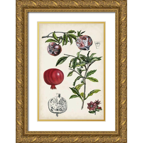 Pomegranate Composition I Gold Ornate Wood Framed Art Print with Double Matting by McCavitt, Naomi