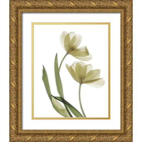 Xray Tulip I Gold Ornate Wood Framed Art Print with Double Matting by Stalus, Judy