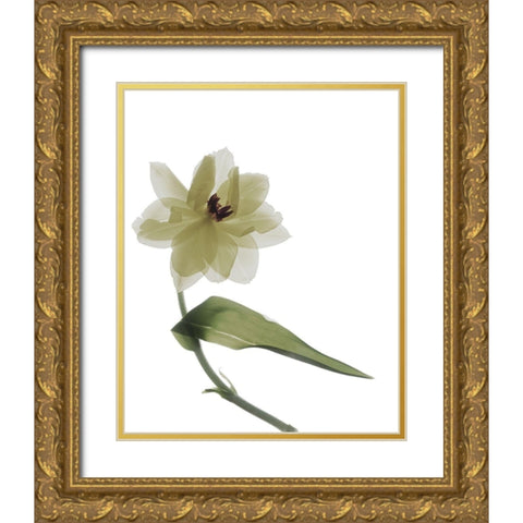 Xray Tulip II Gold Ornate Wood Framed Art Print with Double Matting by Stalus, Judy