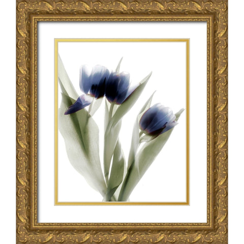 Xray Tulip IV Gold Ornate Wood Framed Art Print with Double Matting by Stalus, Judy
