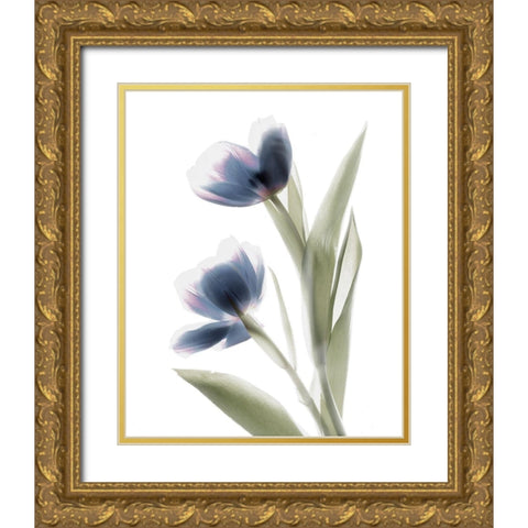 Xray Tulip V Gold Ornate Wood Framed Art Print with Double Matting by Stalus, Judy