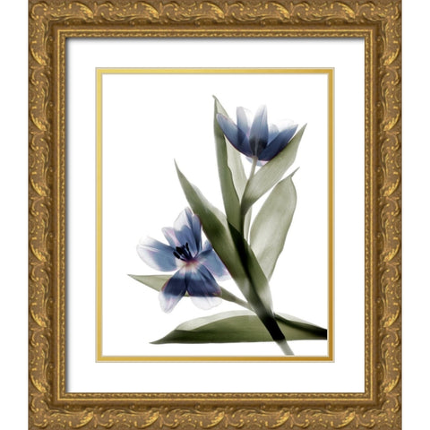 Xray Tulip VI Gold Ornate Wood Framed Art Print with Double Matting by Stalus, Judy
