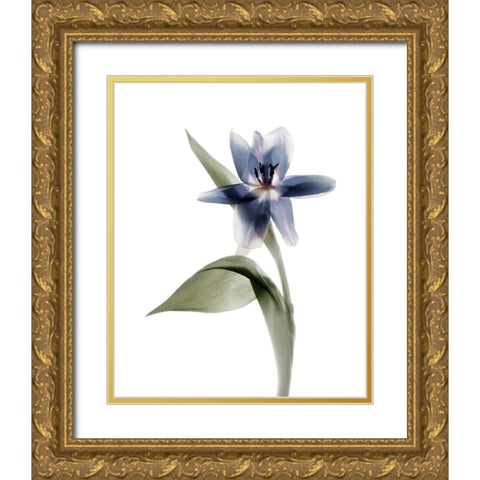 Xray Tulip VII Gold Ornate Wood Framed Art Print with Double Matting by Stalus, Judy
