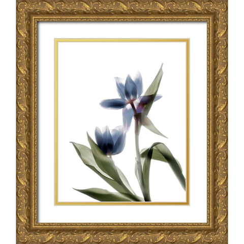 Xray Tulip VIII Gold Ornate Wood Framed Art Print with Double Matting by Stalus, Judy