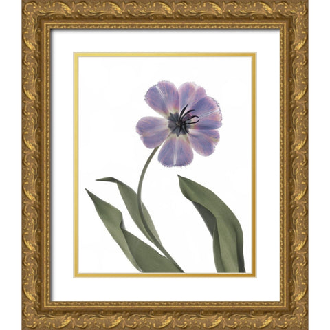 Xray Tulip X Gold Ornate Wood Framed Art Print with Double Matting by Stalus, Judy
