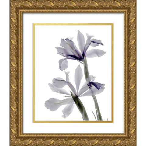 Xray Iris Gold Ornate Wood Framed Art Print with Double Matting by Stalus, Judy