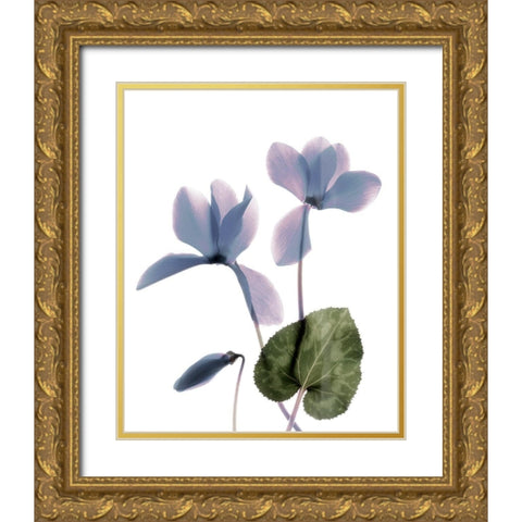 Xray Cyclamen Gold Ornate Wood Framed Art Print with Double Matting by Stalus, Judy