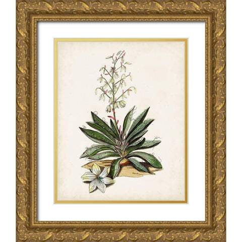 Antique Botanical Study I Gold Ornate Wood Framed Art Print with Double Matting by Unknown