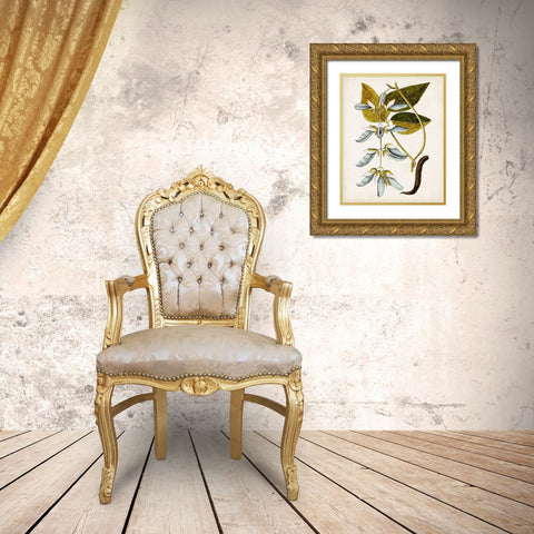 Antique Botanical Study V Gold Ornate Wood Framed Art Print with Double Matting by Unknown