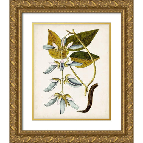 Antique Botanical Study V Gold Ornate Wood Framed Art Print with Double Matting by Unknown