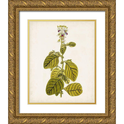 Antique Botanical Study VII Gold Ornate Wood Framed Art Print with Double Matting by Unknown