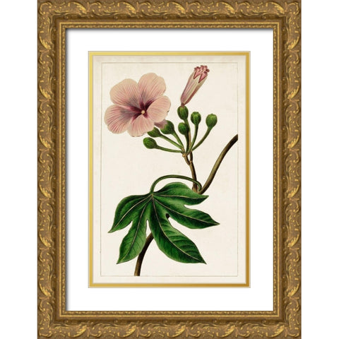 Mauve Botanicals I Gold Ornate Wood Framed Art Print with Double Matting by Unknown