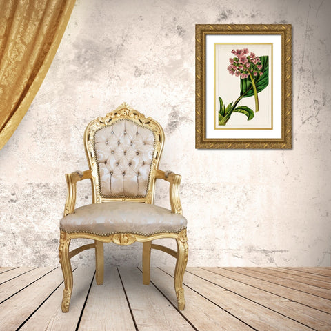 Mauve Botanicals II Gold Ornate Wood Framed Art Print with Double Matting by Unknown