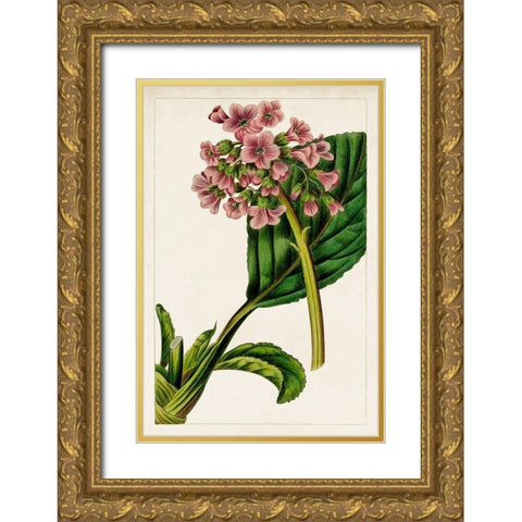 Mauve Botanicals II Gold Ornate Wood Framed Art Print with Double Matting by Unknown