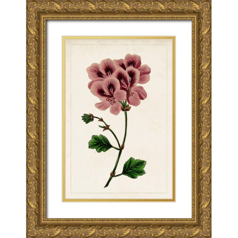 Mauve Botanicals III Gold Ornate Wood Framed Art Print with Double Matting by Unknown