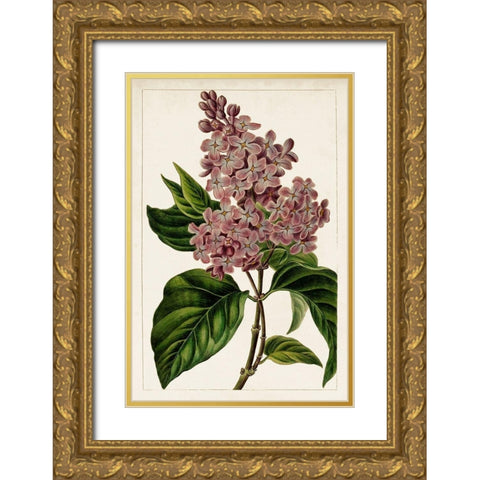Mauve Botanicals IV Gold Ornate Wood Framed Art Print with Double Matting by Unknown