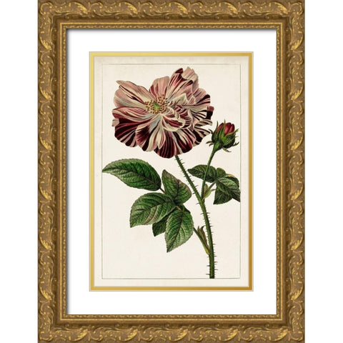 Mauve Botanicals V Gold Ornate Wood Framed Art Print with Double Matting by Unknown