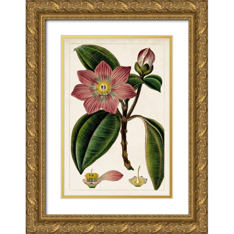 Mauve Botanicals VI Gold Ornate Wood Framed Art Print with Double Matting by Unknown