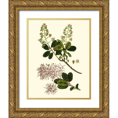 Olive Greenery I Gold Ornate Wood Framed Art Print with Double Matting by Unknown