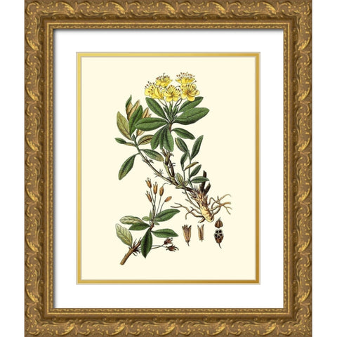 Olive Greenery IV Gold Ornate Wood Framed Art Print with Double Matting by Unknown