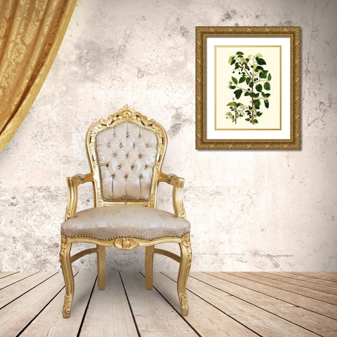 Olive Greenery V Gold Ornate Wood Framed Art Print with Double Matting by Unknown