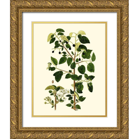 Olive Greenery V Gold Ornate Wood Framed Art Print with Double Matting by Unknown