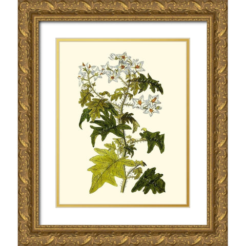 Olive Greenery VI Gold Ornate Wood Framed Art Print with Double Matting by Unknown