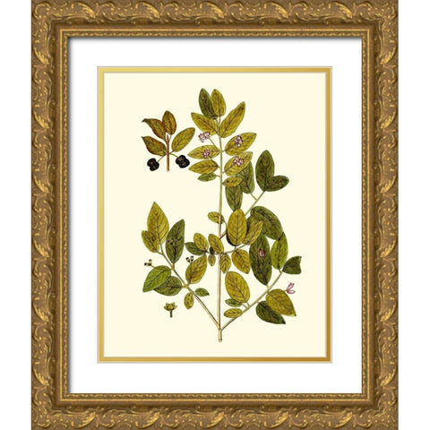 Olive Greenery VII Gold Ornate Wood Framed Art Print with Double Matting by Unknown
