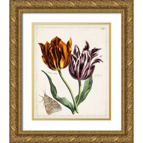 Tulip Classics I Gold Ornate Wood Framed Art Print with Double Matting by Unknown