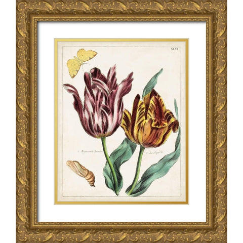 Tulip Classics II Gold Ornate Wood Framed Art Print with Double Matting by Unknown