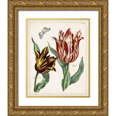 Tulip Classics IV Gold Ornate Wood Framed Art Print with Double Matting by Unknown