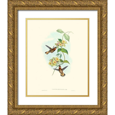 Hummingbird Delight II Gold Ornate Wood Framed Art Print with Double Matting by Gould, John