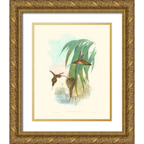 Hummingbird Delight III Gold Ornate Wood Framed Art Print with Double Matting by Gould, John