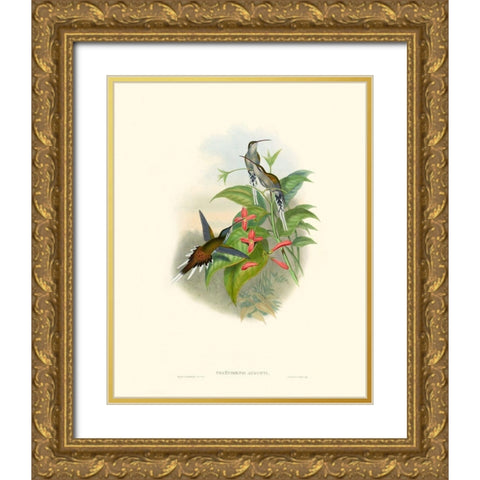 Hummingbird Delight IV Gold Ornate Wood Framed Art Print with Double Matting by Gould, John