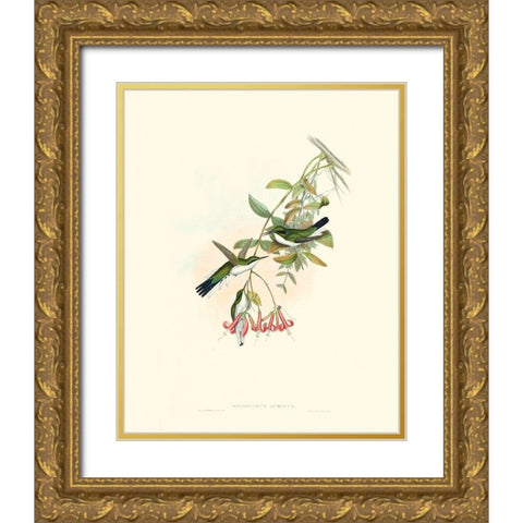 Hummingbird Delight V Gold Ornate Wood Framed Art Print with Double Matting by Gould, John