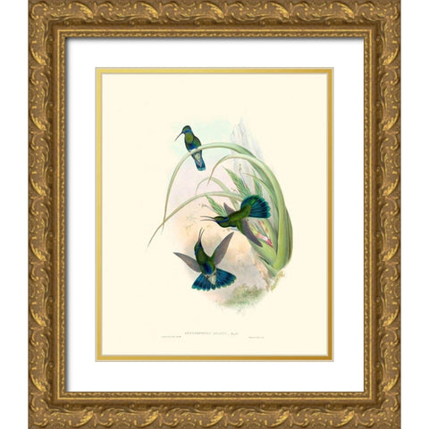 Hummingbird Delight VI Gold Ornate Wood Framed Art Print with Double Matting by Gould, John