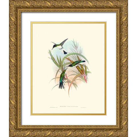 Hummingbird Delight VII Gold Ornate Wood Framed Art Print with Double Matting by Gould, John