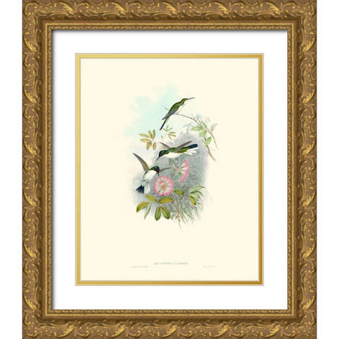 Hummingbird Delight VIII Gold Ornate Wood Framed Art Print with Double Matting by Gould, John