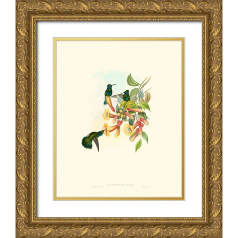Hummingbird Delight IX Gold Ornate Wood Framed Art Print with Double Matting by Gould, John