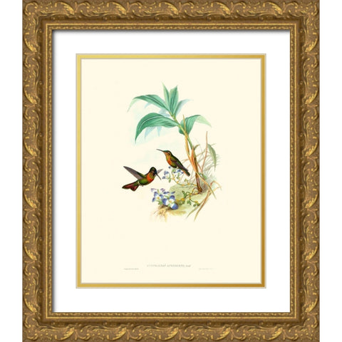 Hummingbird Delight X Gold Ornate Wood Framed Art Print with Double Matting by Gould, John