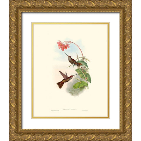 Hummingbird Delight XI Gold Ornate Wood Framed Art Print with Double Matting by Gould, John