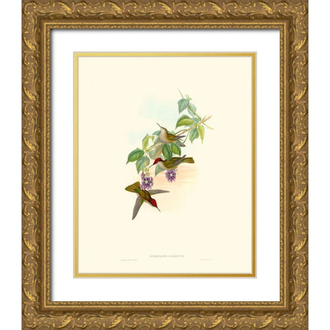 Hummingbird Delight XII Gold Ornate Wood Framed Art Print with Double Matting by Gould, John