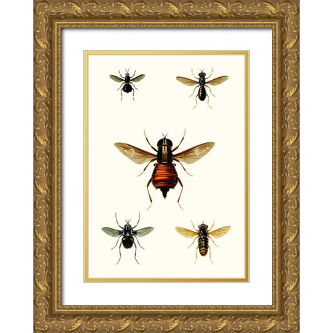 Entomology Series III Gold Ornate Wood Framed Art Print with Double Matting by Blanchard