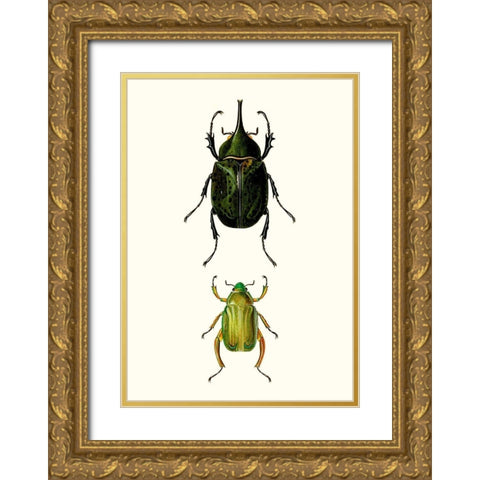 Entomology Series IV Gold Ornate Wood Framed Art Print with Double Matting by Blanchard