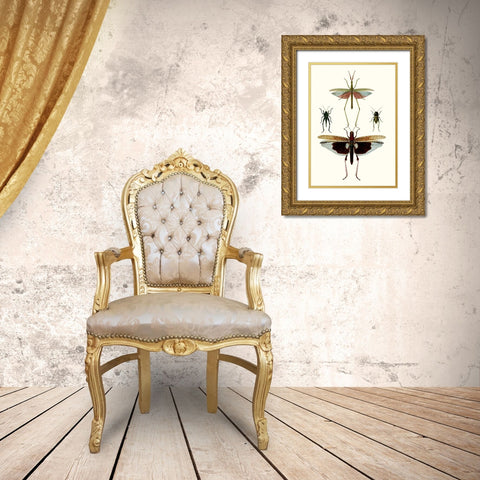 Entomology Series VI Gold Ornate Wood Framed Art Print with Double Matting by Blanchard