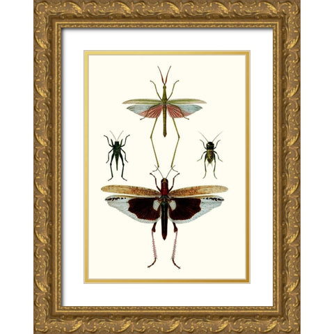 Entomology Series VI Gold Ornate Wood Framed Art Print with Double Matting by Blanchard