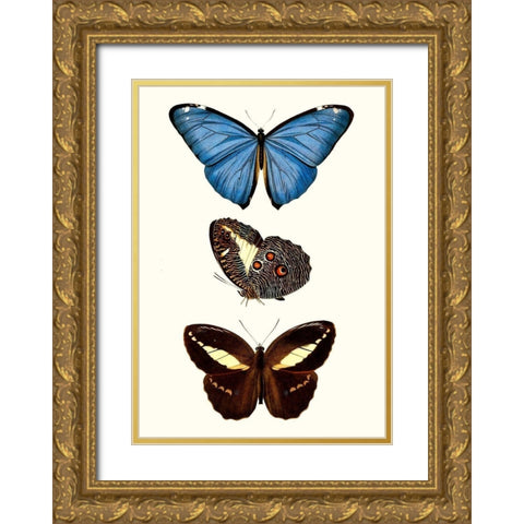 Entomology Series VIII Gold Ornate Wood Framed Art Print with Double Matting by Blanchard