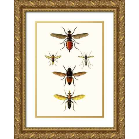 Entomology Series IX Gold Ornate Wood Framed Art Print with Double Matting by Blanchard